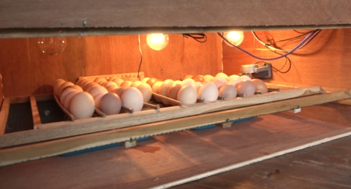 Mesin Penetasan Telur Ayam